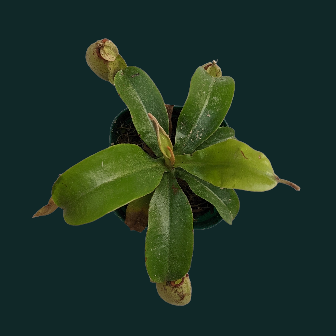 Pitcher Plant (Nepenthes Hookeriana) - Carnivorous Plant - soiled.in