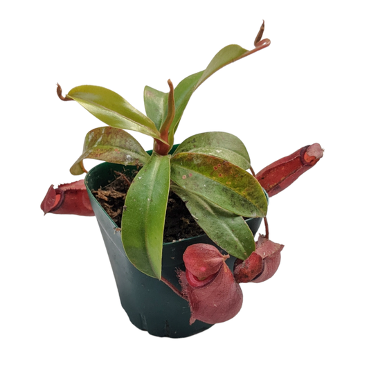 Pitcher Plant (Nepenthes Lady Luck) - Carnivorous Plant - soiled.in