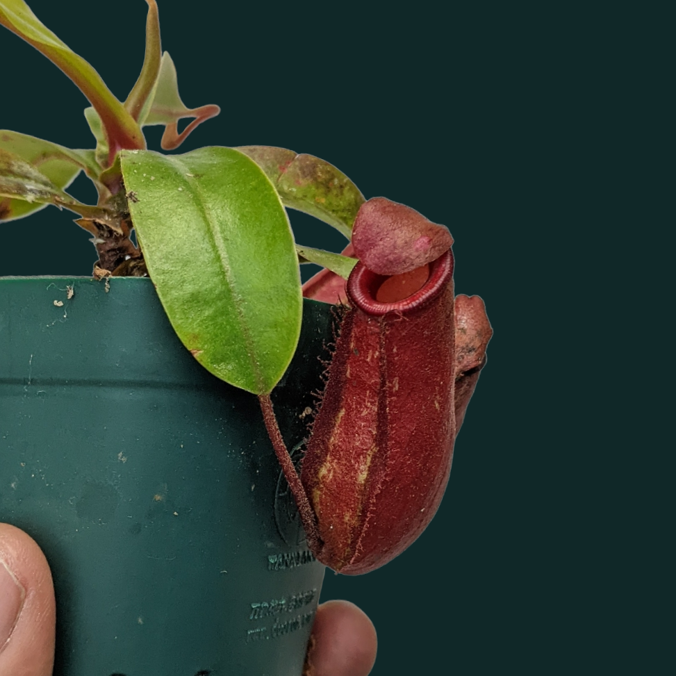 Pitcher Plant (Nepenthes Lady Luck) - Carnivorous Plant - soiled.in