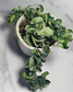 Hoya Hindu Rope (Full Pot) - Hoya - soiled.in