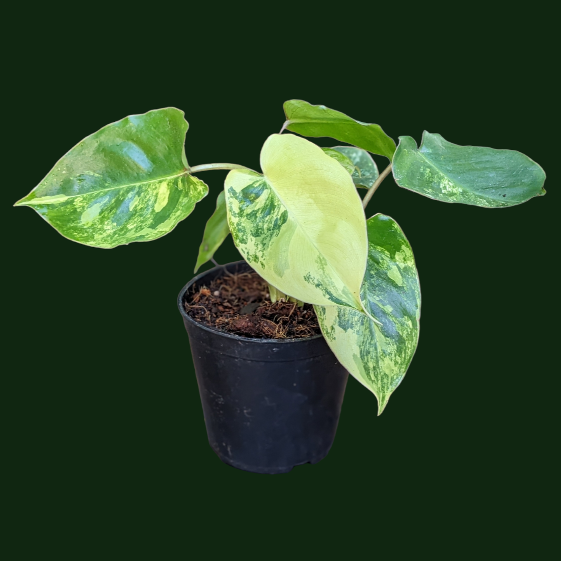 Philodendron ‘Burle Marx Variegata’ - Philodendron - soiled.in
