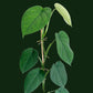 Syngonium Chiapense