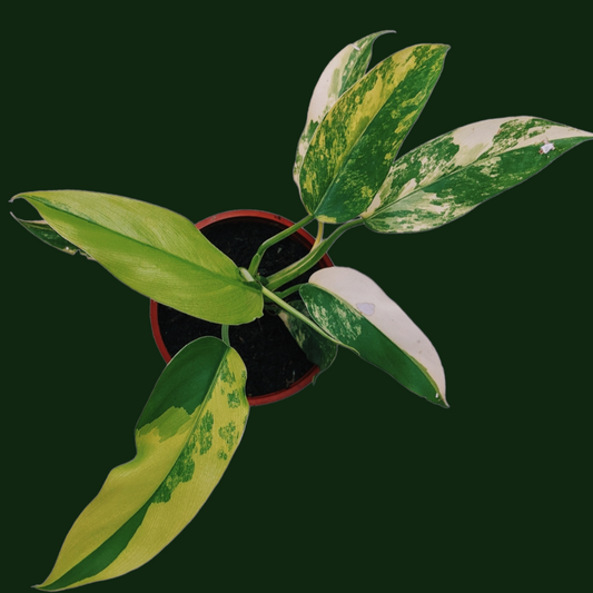 Philodendron Domesticum Variegata