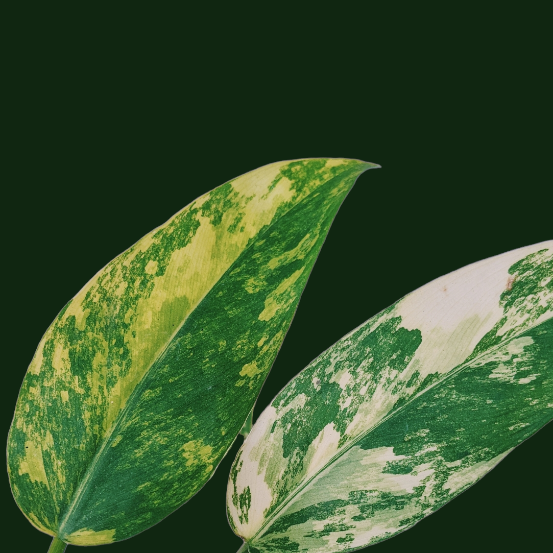 Philodendron Domesticum Variegata