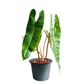 Philodendron Billietiae