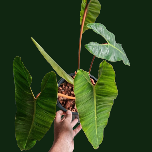 Philodendron Billietiae