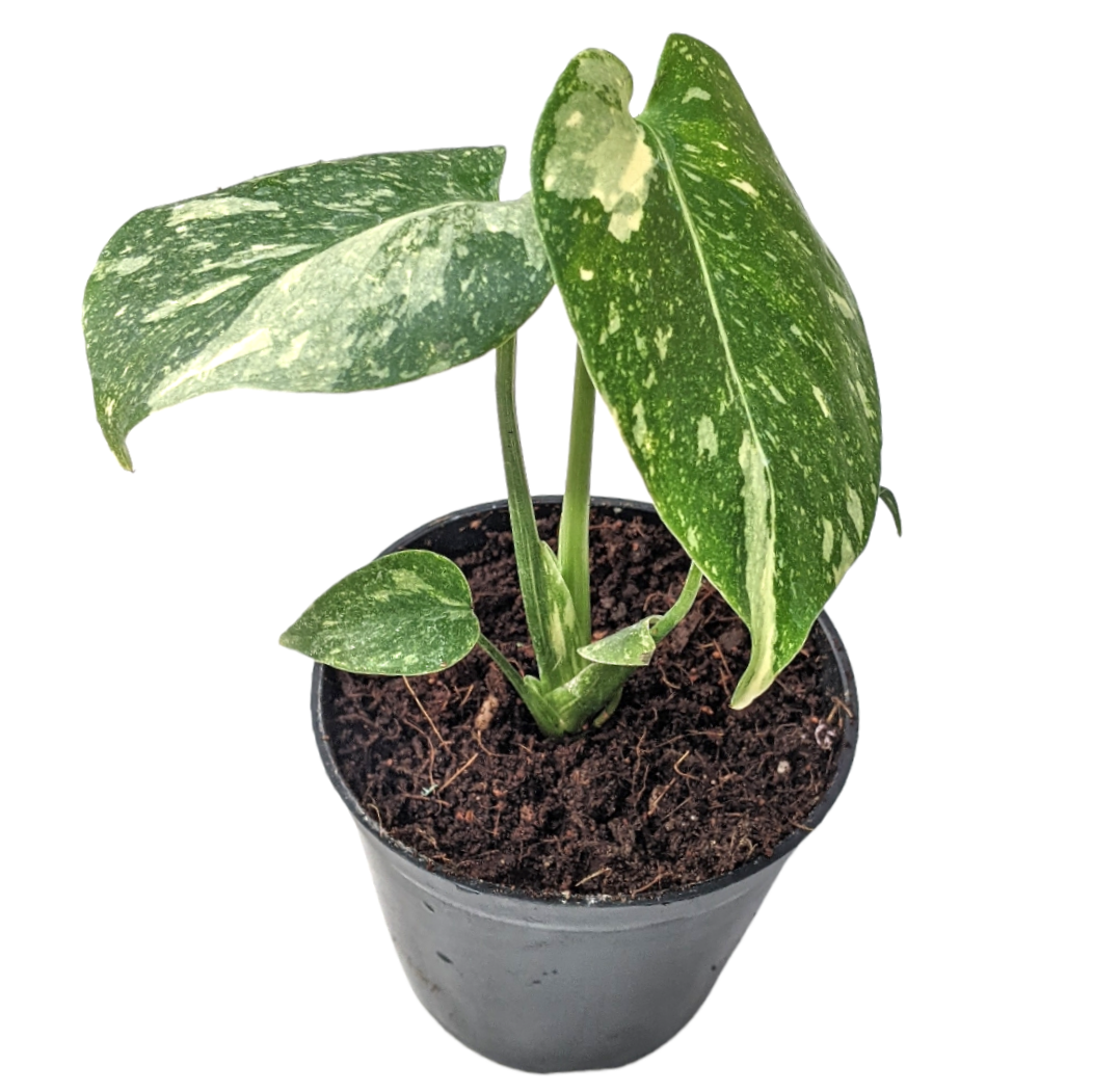 Monstera Thai Constellation - Monstera - Soiled