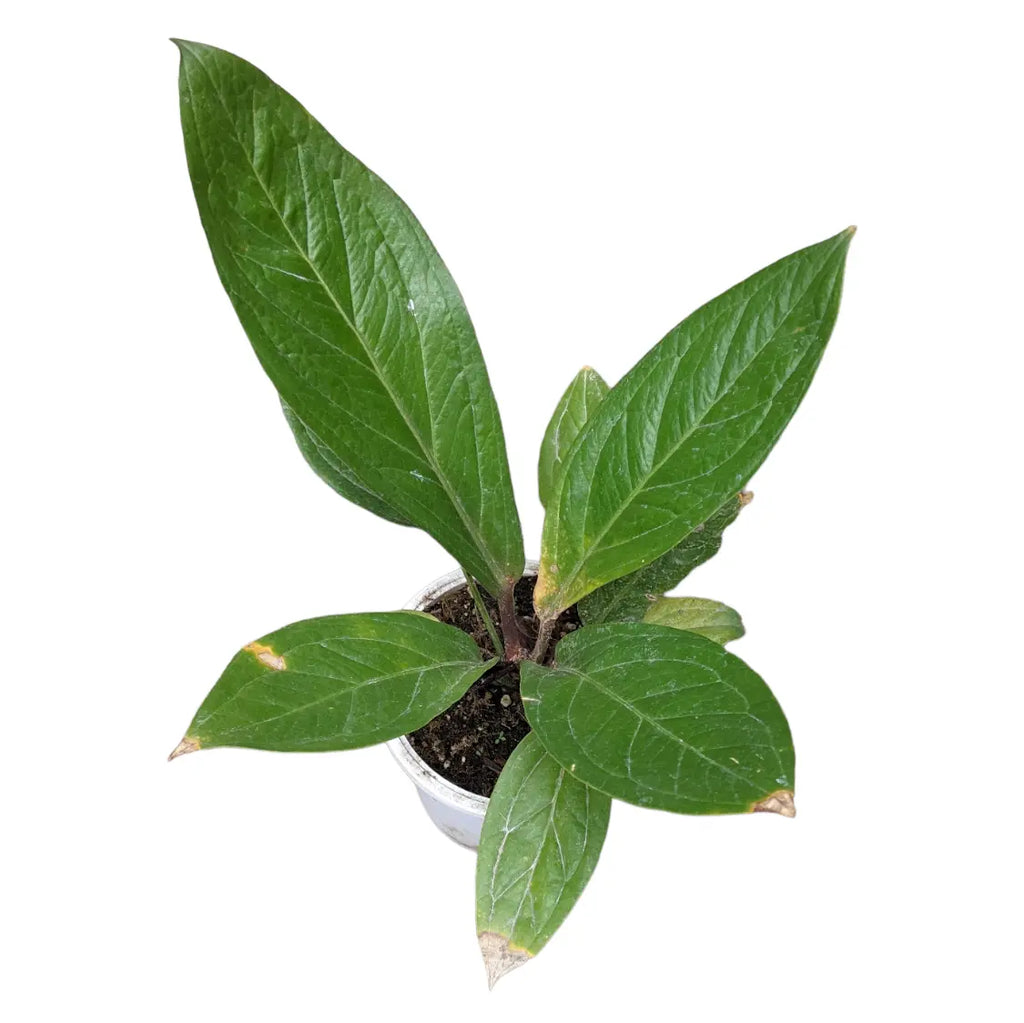anthurium kobra Anthurium Cobra Plant – Soiled