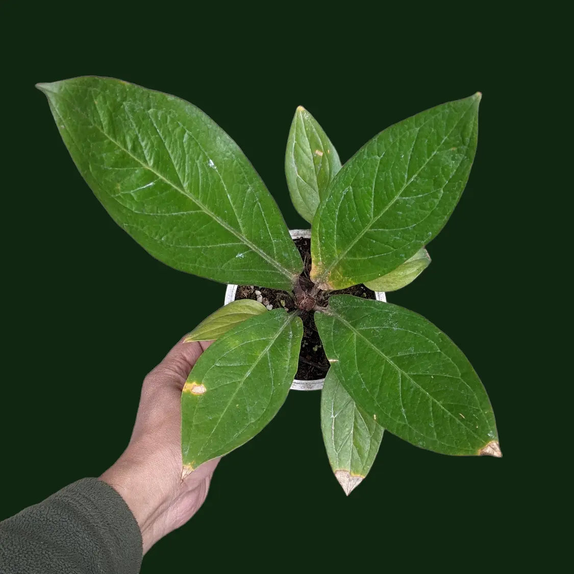 anthurium kobra Anthurium Cobra Plant – Soiled