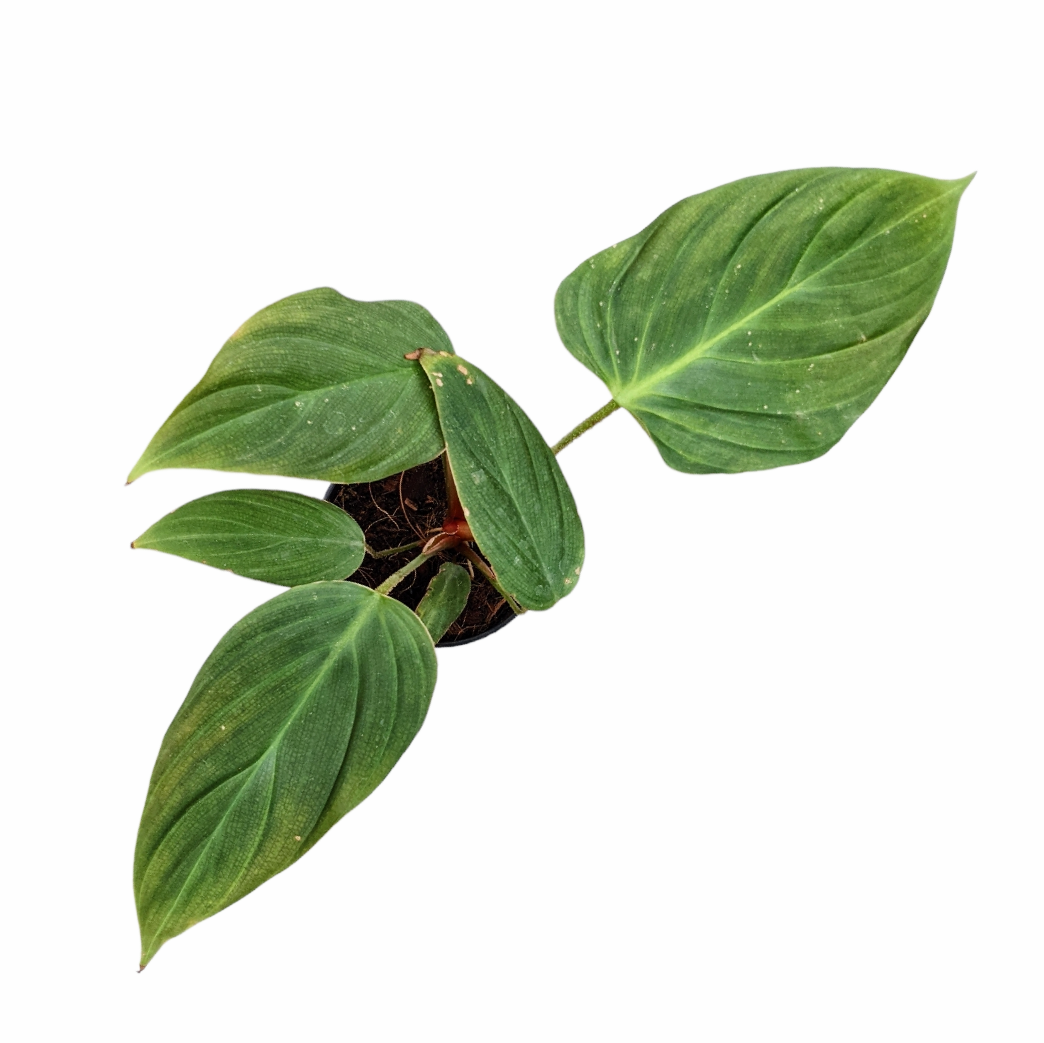 Philodendron Verrucosum