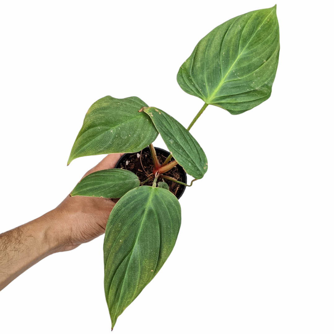 Philodendron Verrucosum