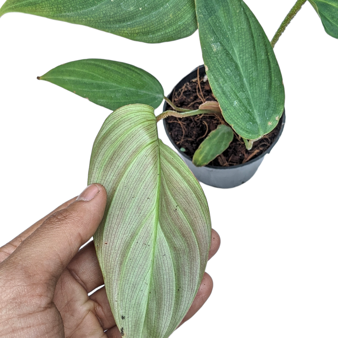 Philodendron Verrucosum