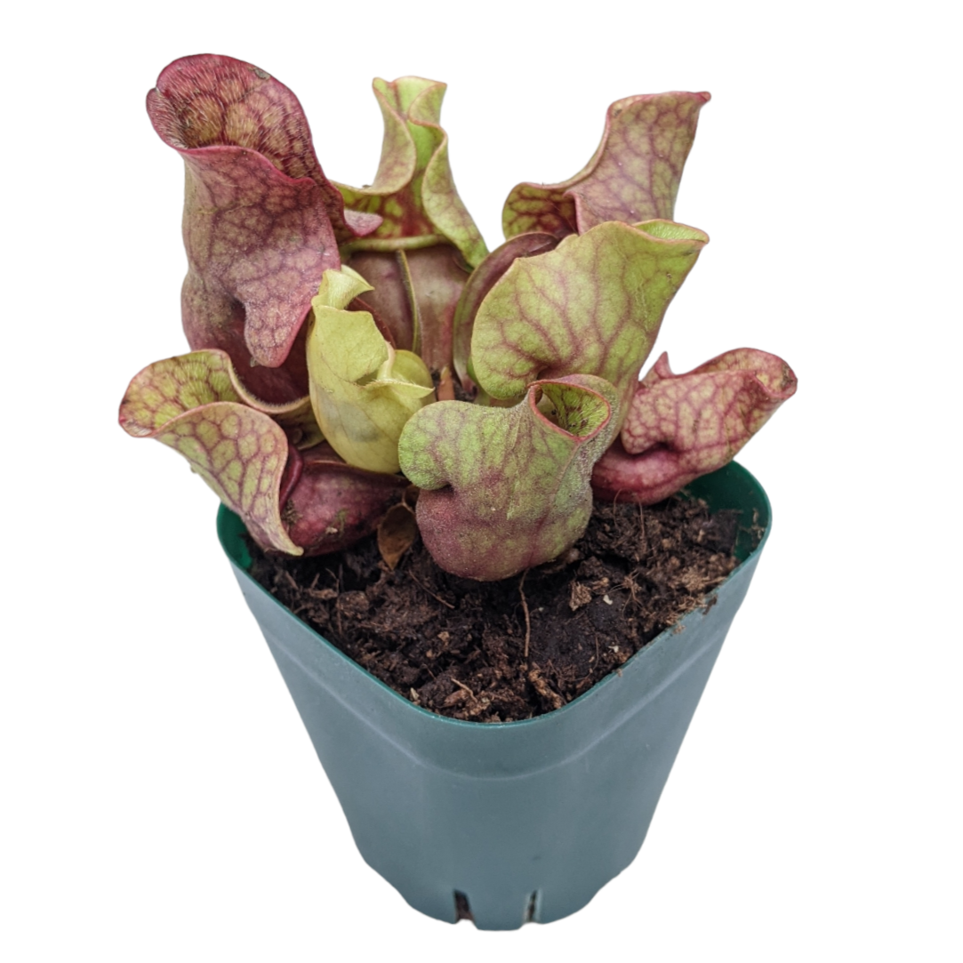 Sarracenia Purpurea - Soiled India