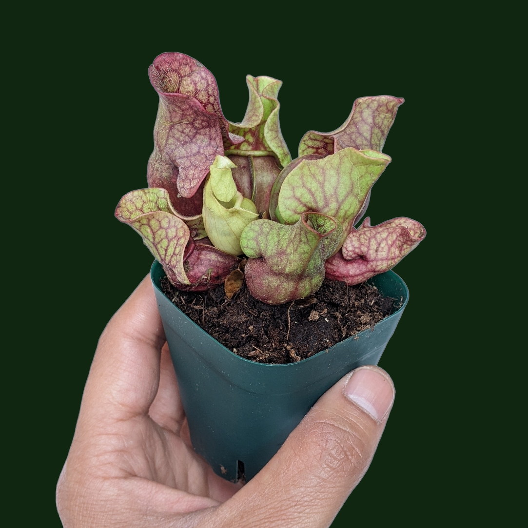 Sarracenia Purpurea - Soiled India