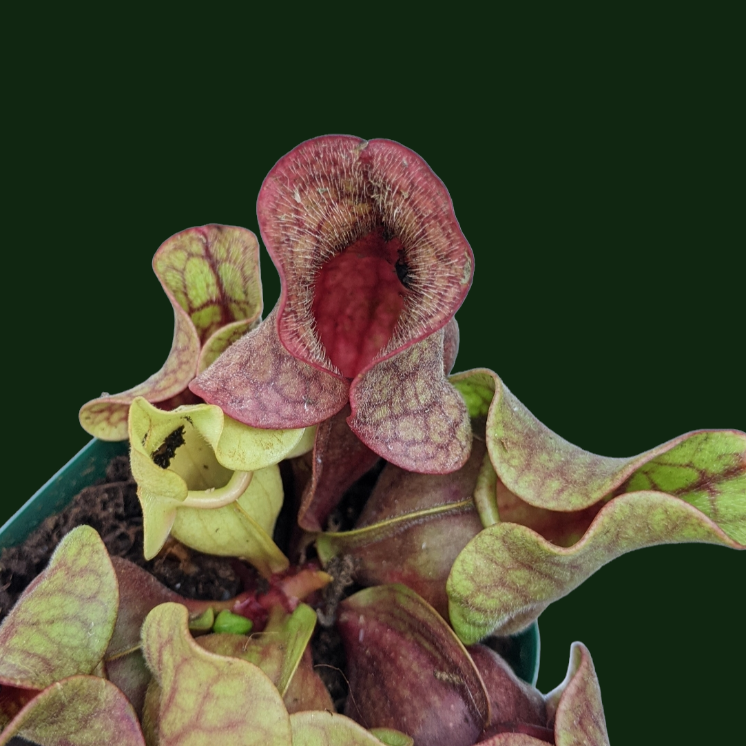 Sarracenia Purpurea - Soiled India