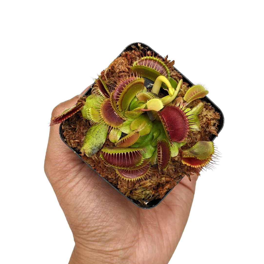 Venus Fly Trap (Dionaea Muscipula) 'Big Mouth' - Soiled India