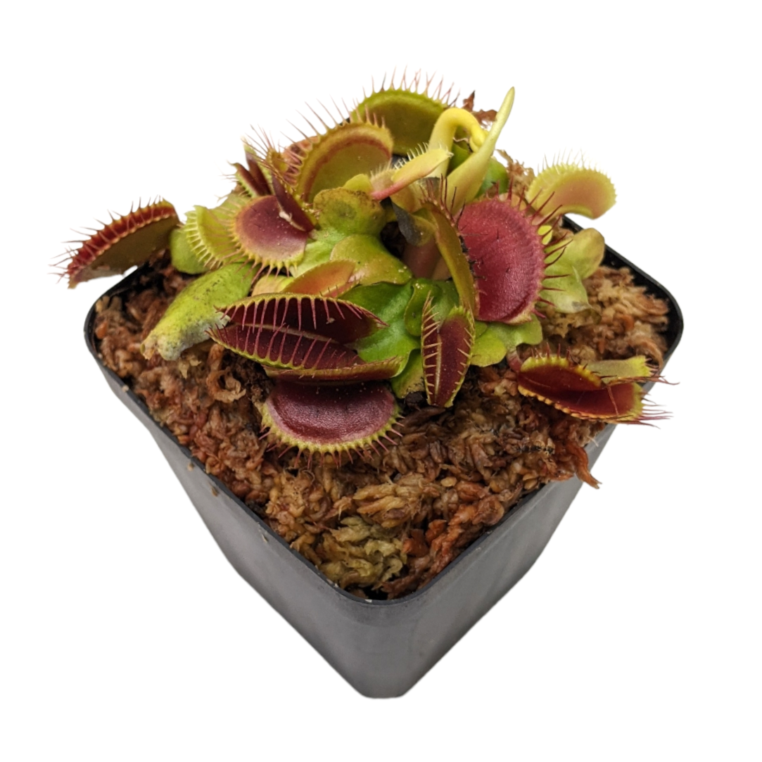 Venus Fly Trap (Dionaea Muscipula) 'Big Mouth' - Soiled India