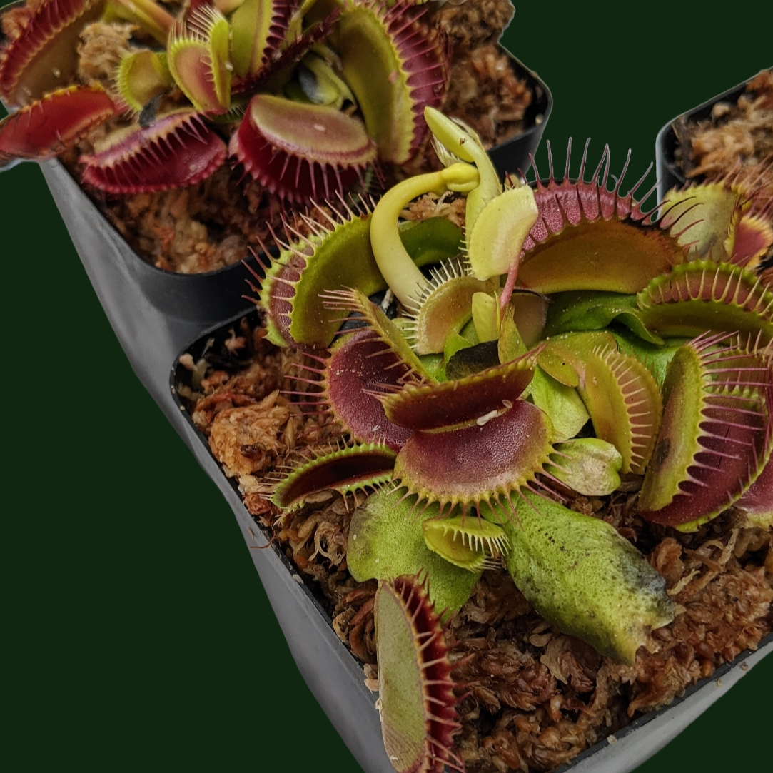 Venus Fly Trap (Dionaea Muscipula) 'Big Mouth' - Soiled India