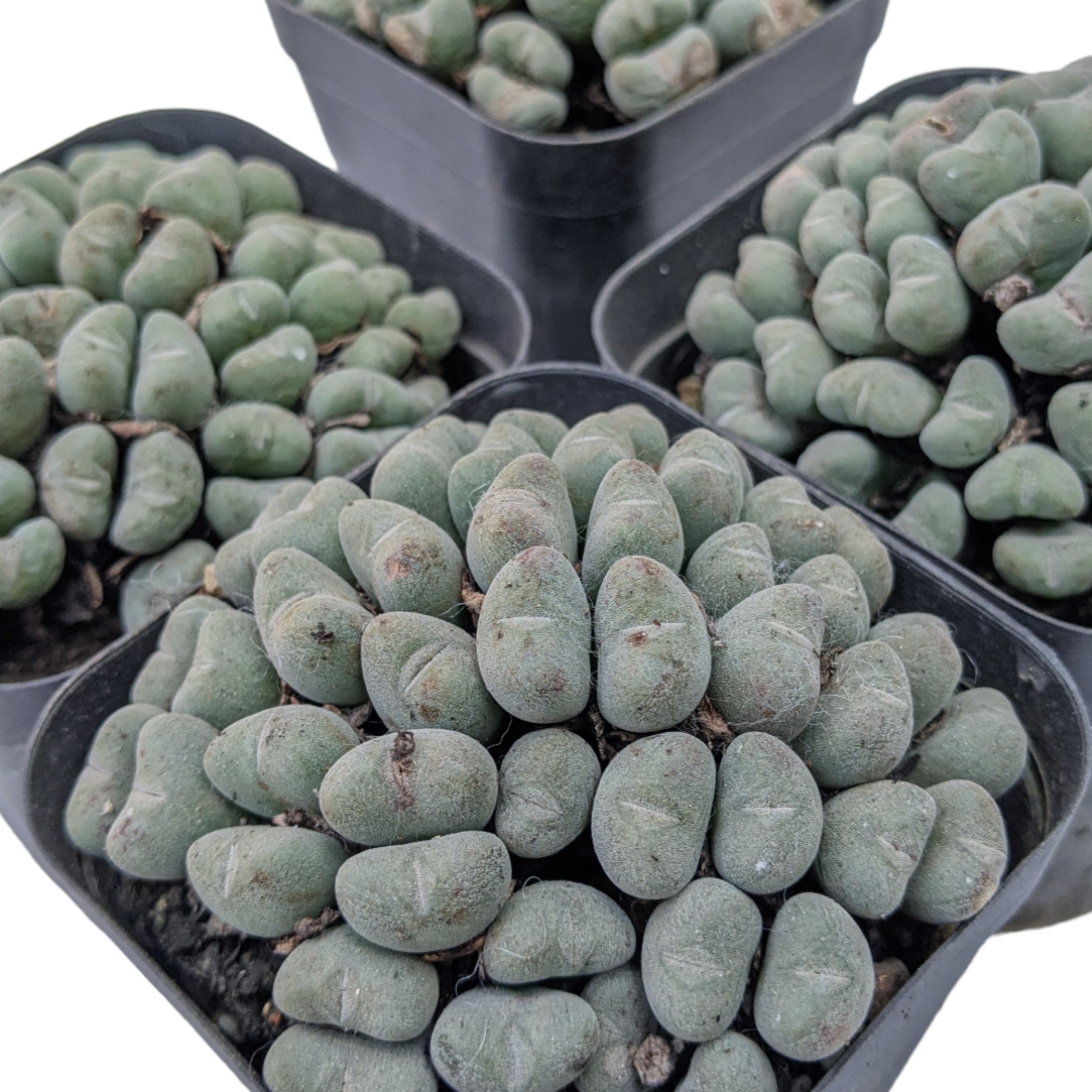 Conophytum Luiseae - Soiled India