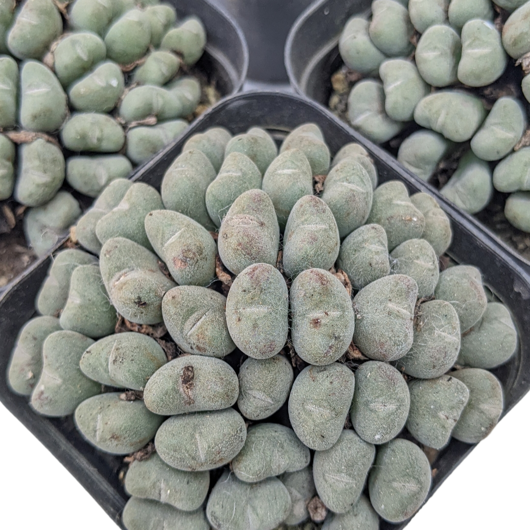 Conophytum Luiseae - Soiled India