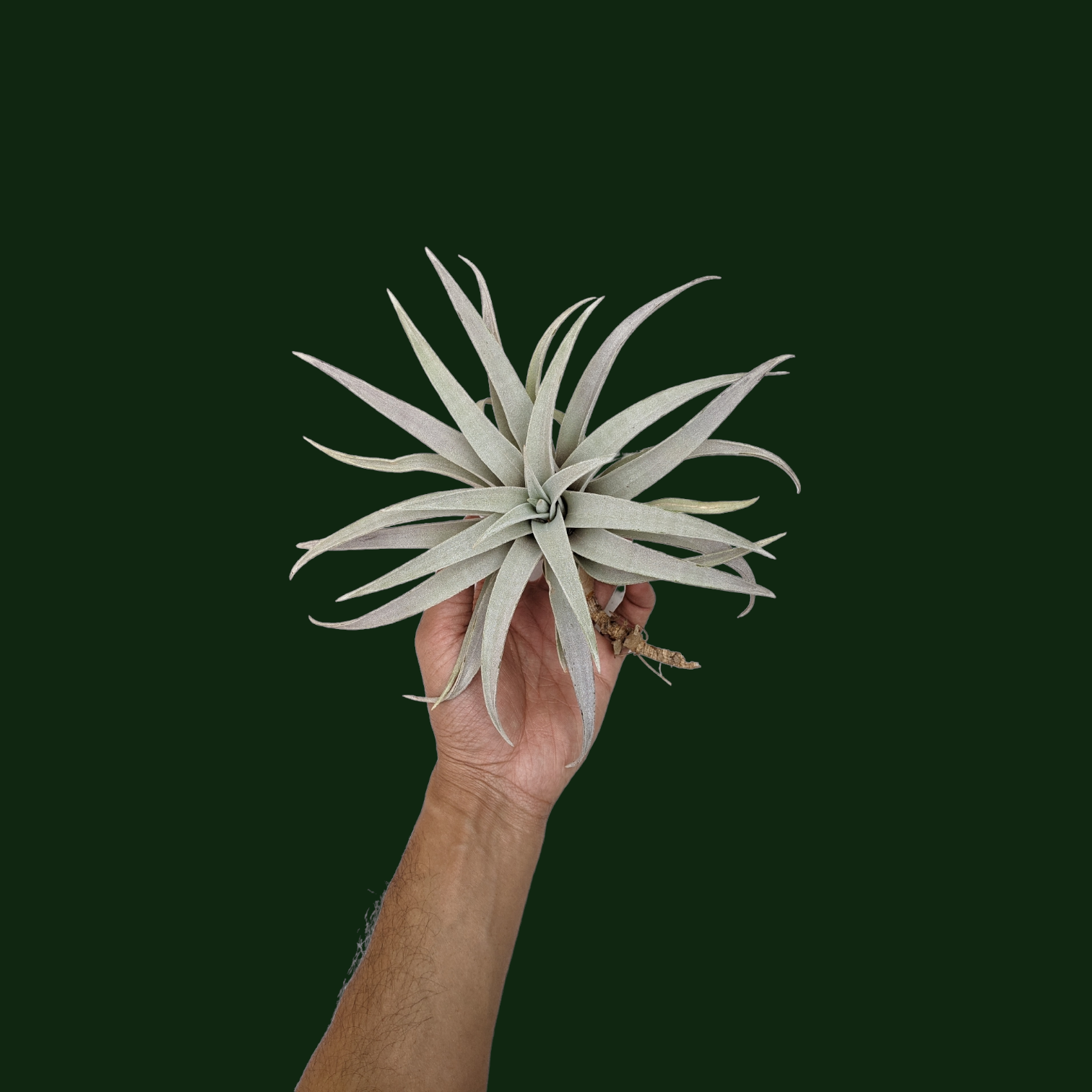 Tillandsia Capitata 'Giant White' - Soiled India