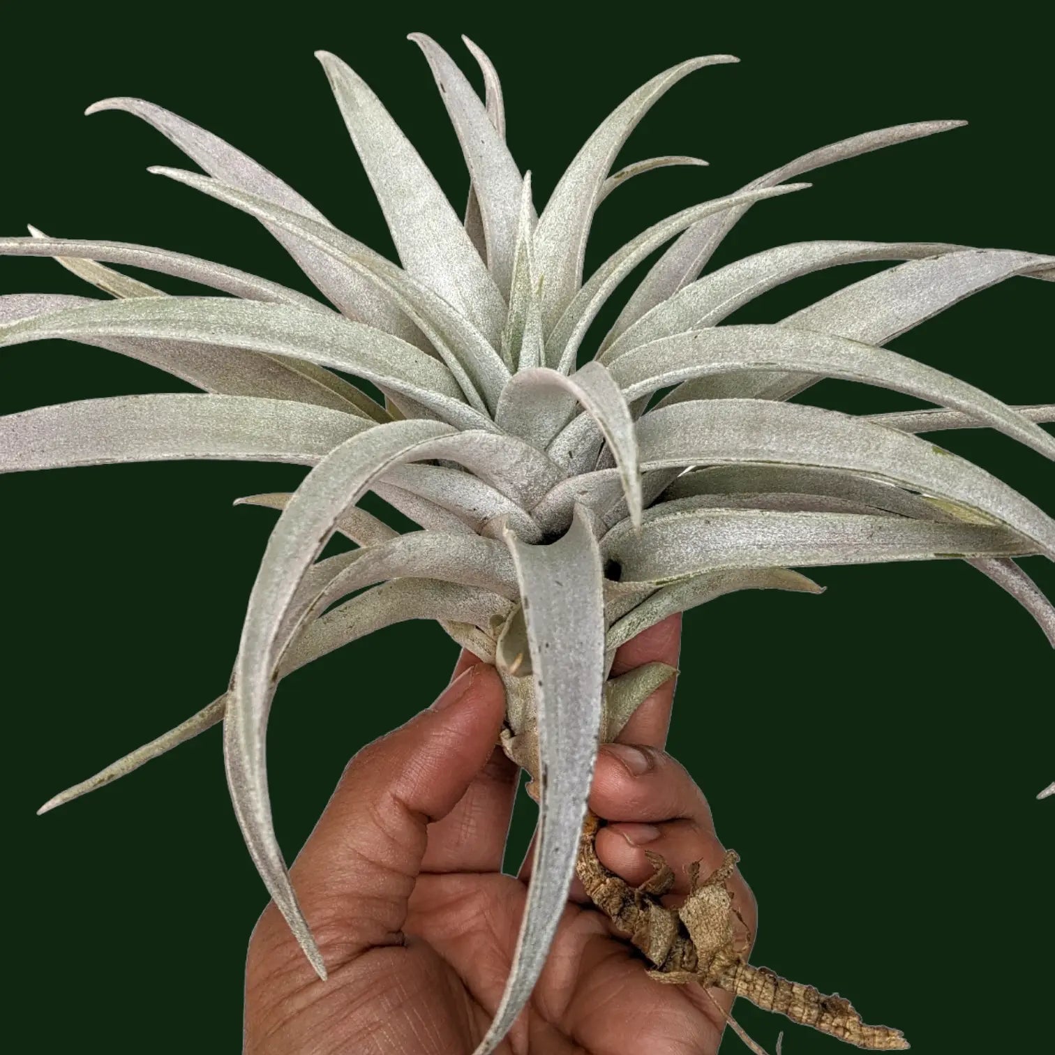 air plant india Buy Rare Tillandsia Capitata 'Giant White' - Air Plant Online in India