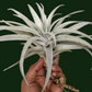 Tillandsia Capitata 'Giant White'
