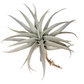 Tillandsia Capitata 'Giant White' - Soiled India