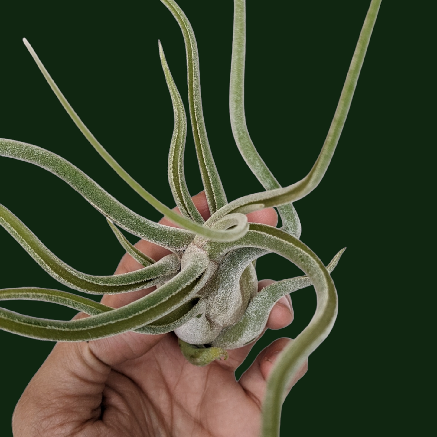 Tillandsia Caput Medusae Giant Form - Soiled India