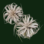 Tillandsia Xerographica - Air Plant - Soiled