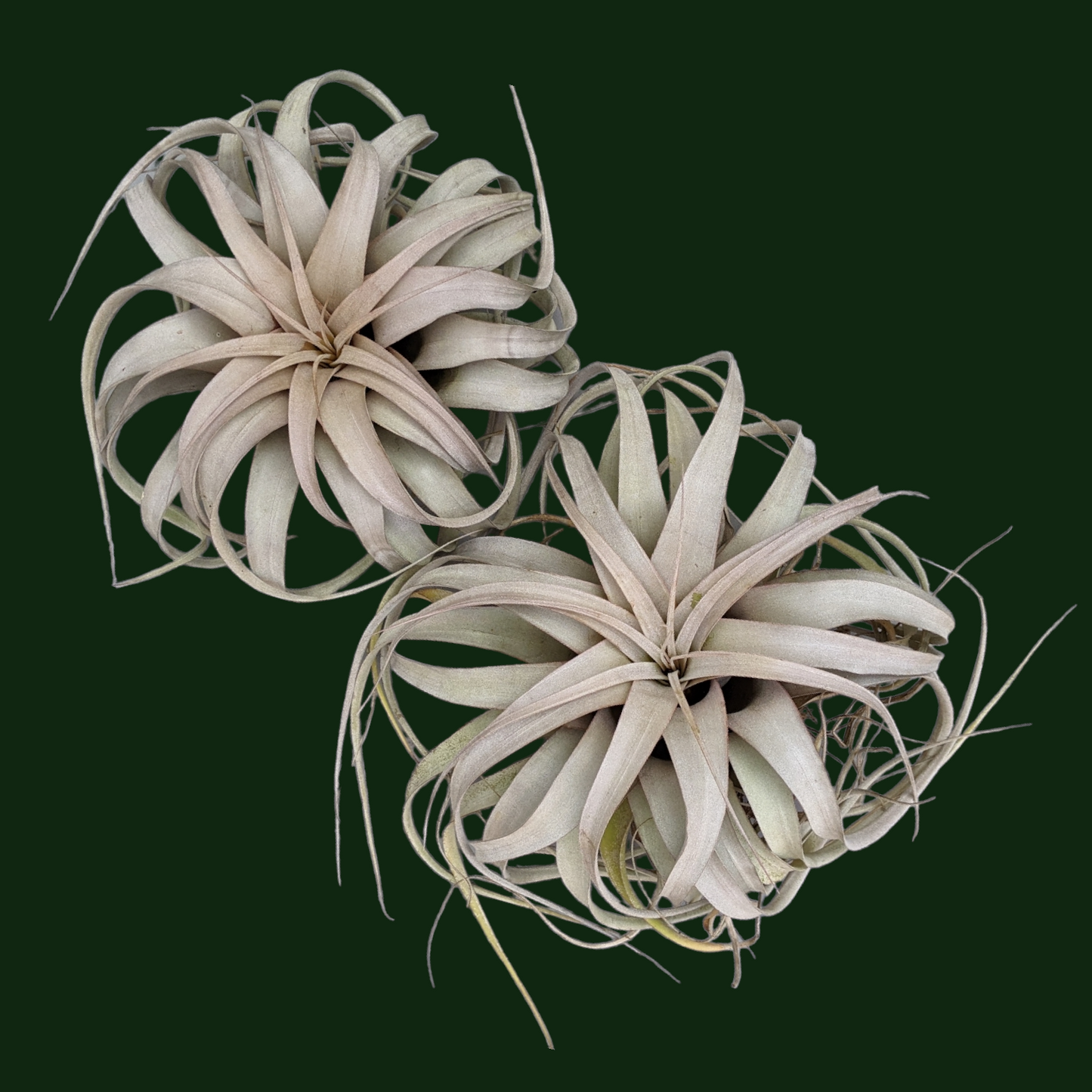 Tillandsia Xerographica - Soiled India