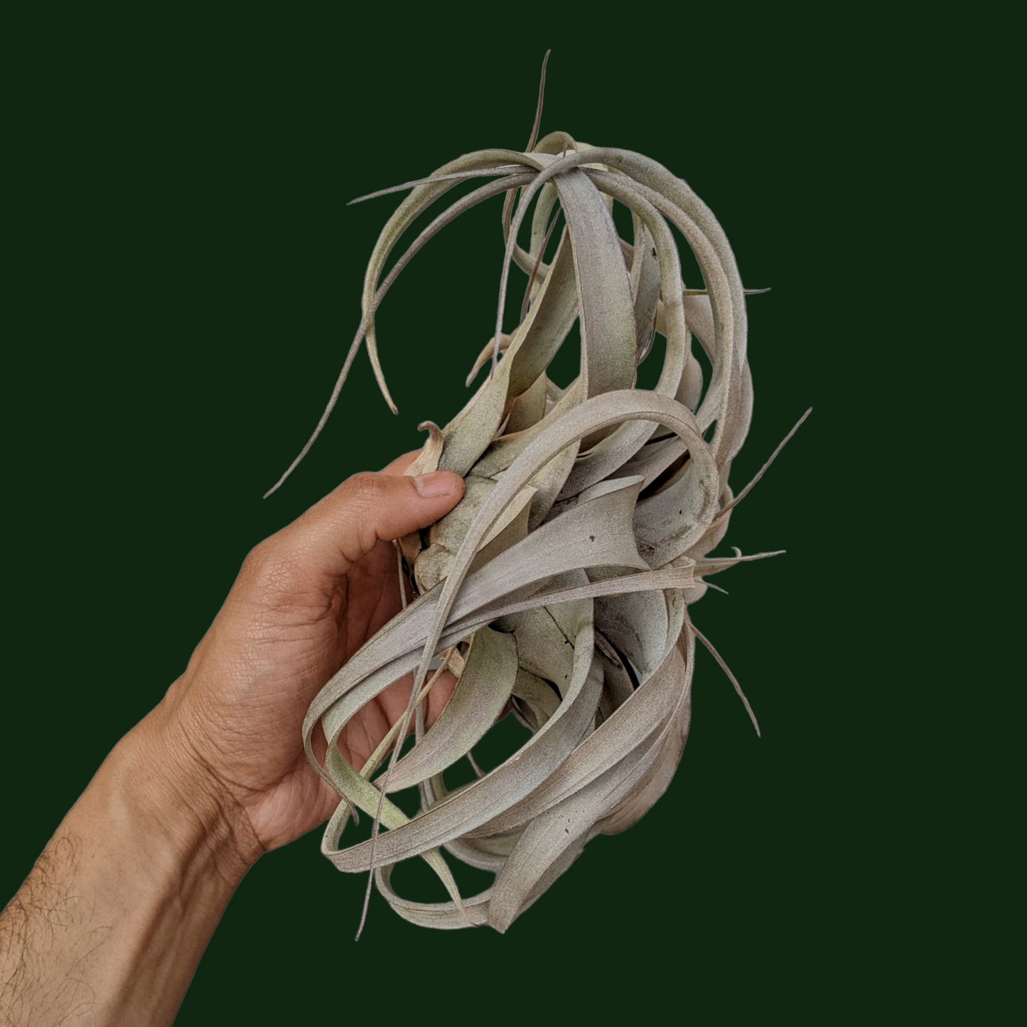 Tillandsia Xerographica - Soiled India