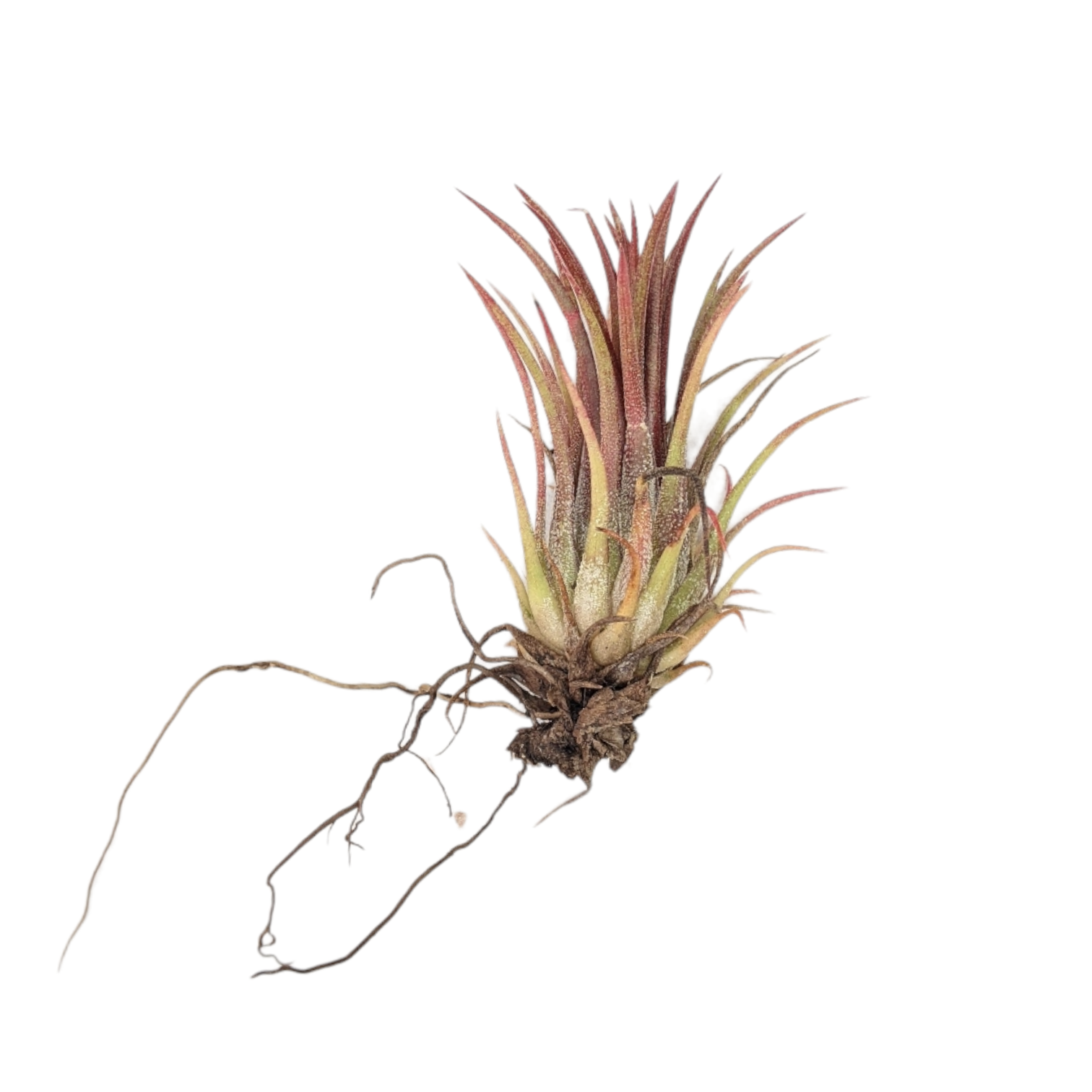 Silver Queen' x ionantha 'Fuego' T3727 【公式通販】 Silver Queen' x ionantha 'Fuego' T3727 【公式通販】