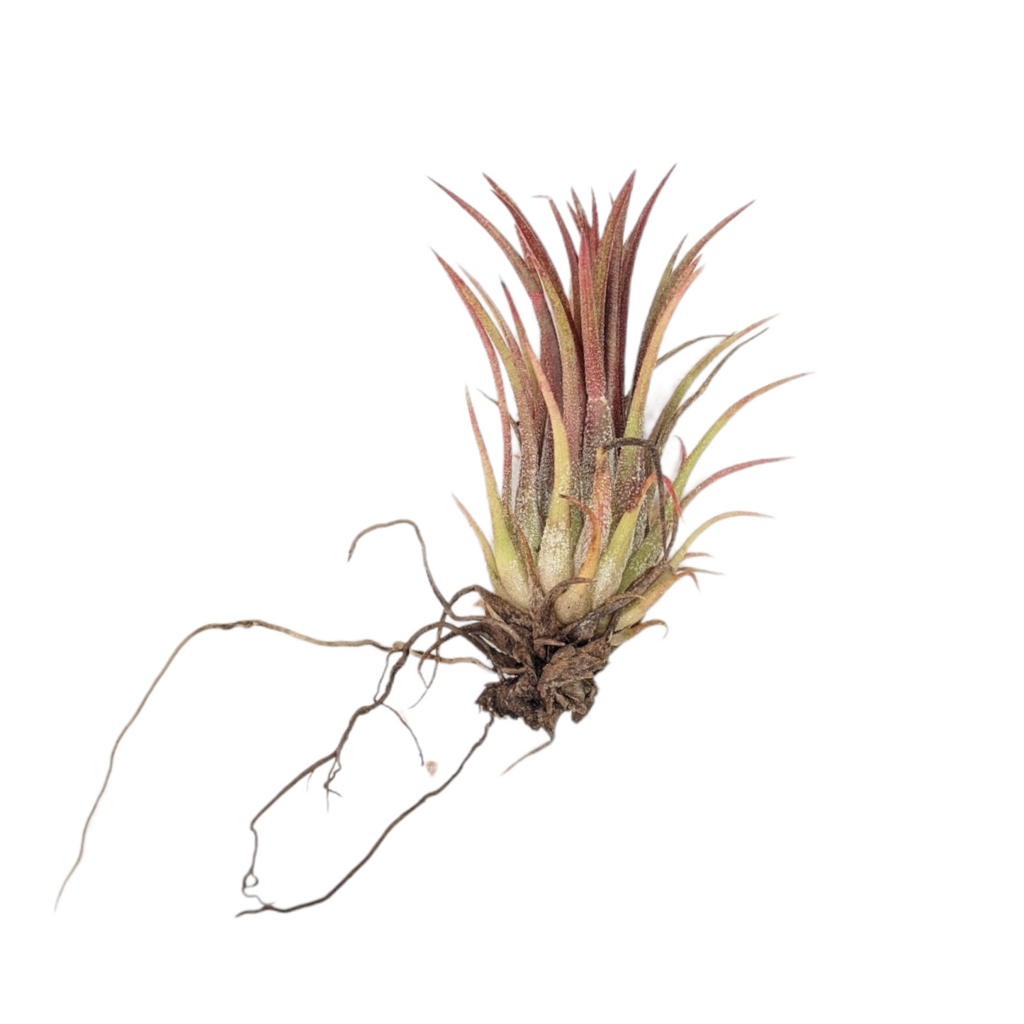 Tillandsia Ionatha 'Fuego' - Soiled India