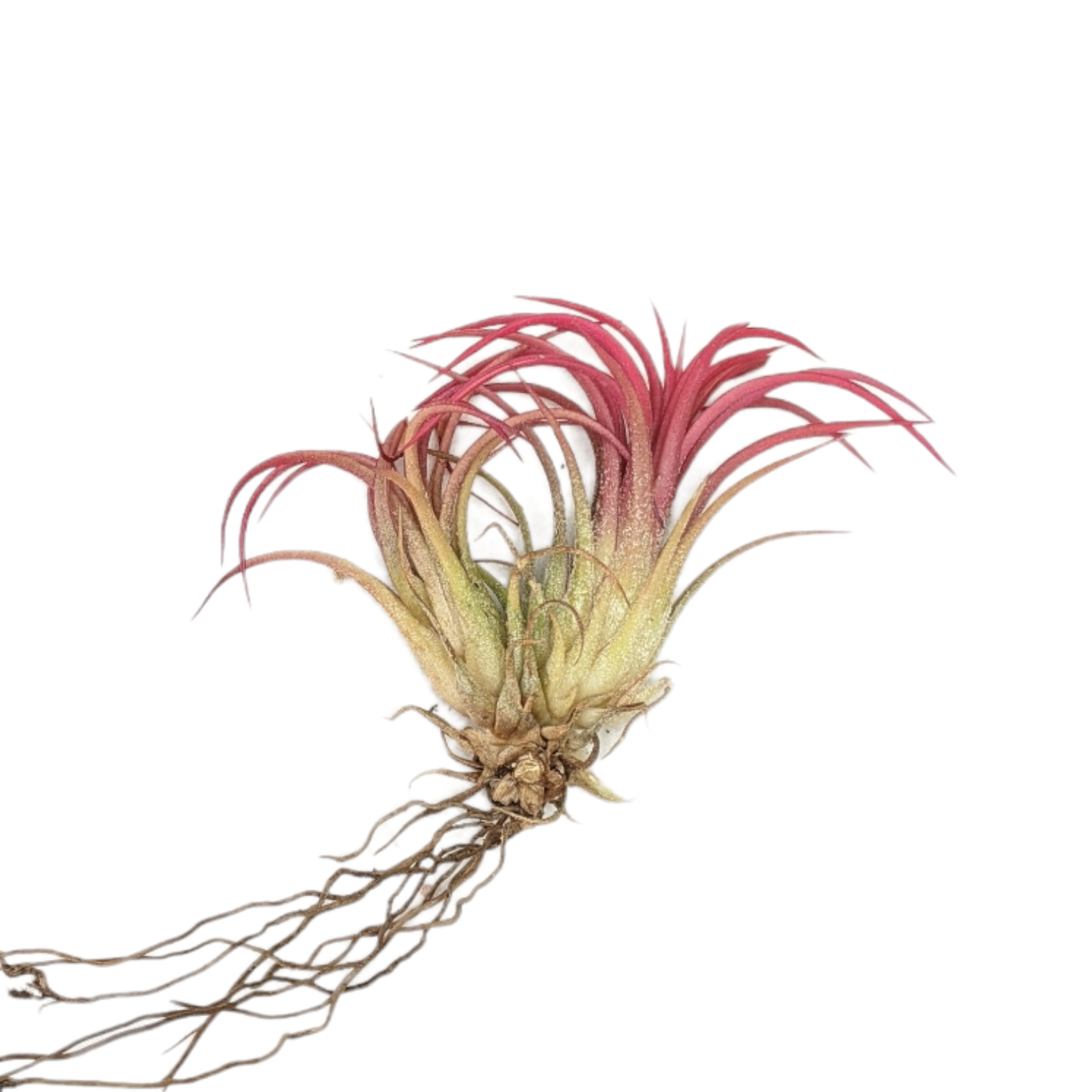 Silver Queen' x ionantha 'Fuego' T3727 Silver Queen' x ionantha 'Fuego' T3727