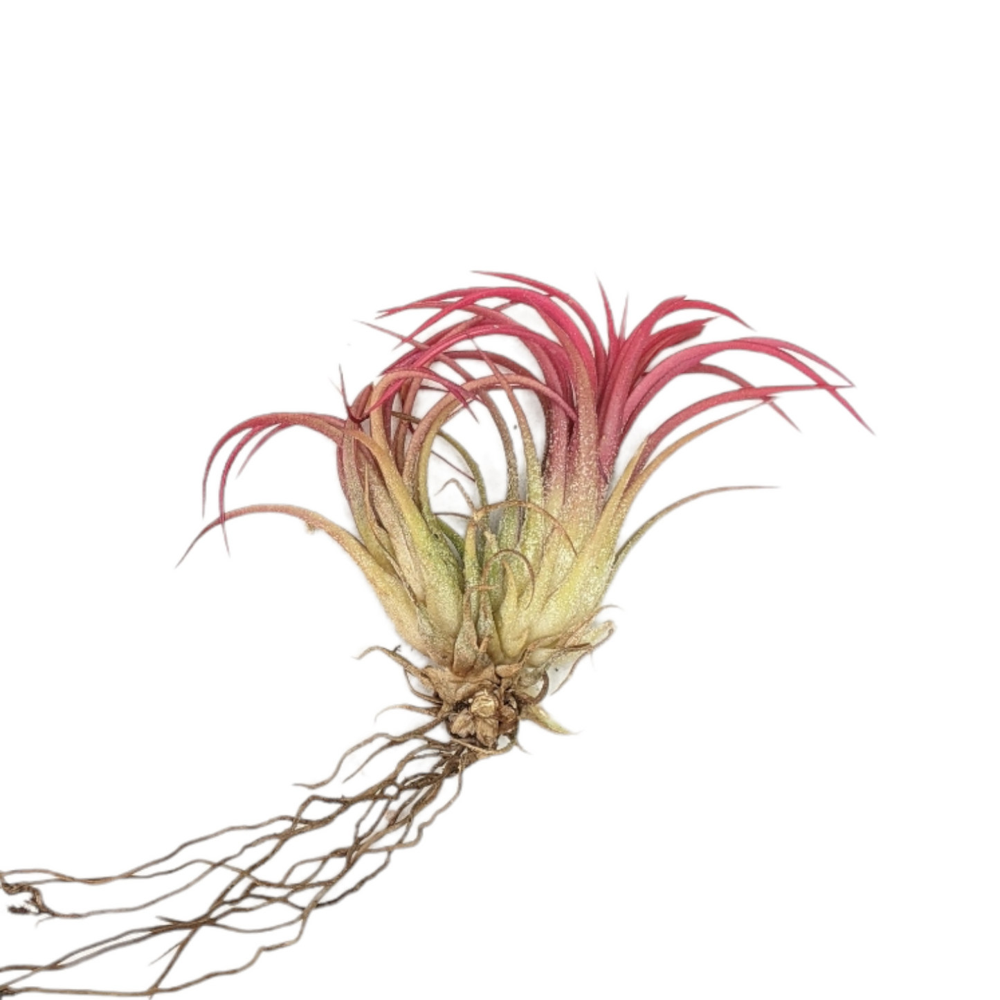 Tillandsia Ionatha 'Fuego' - Soiled India