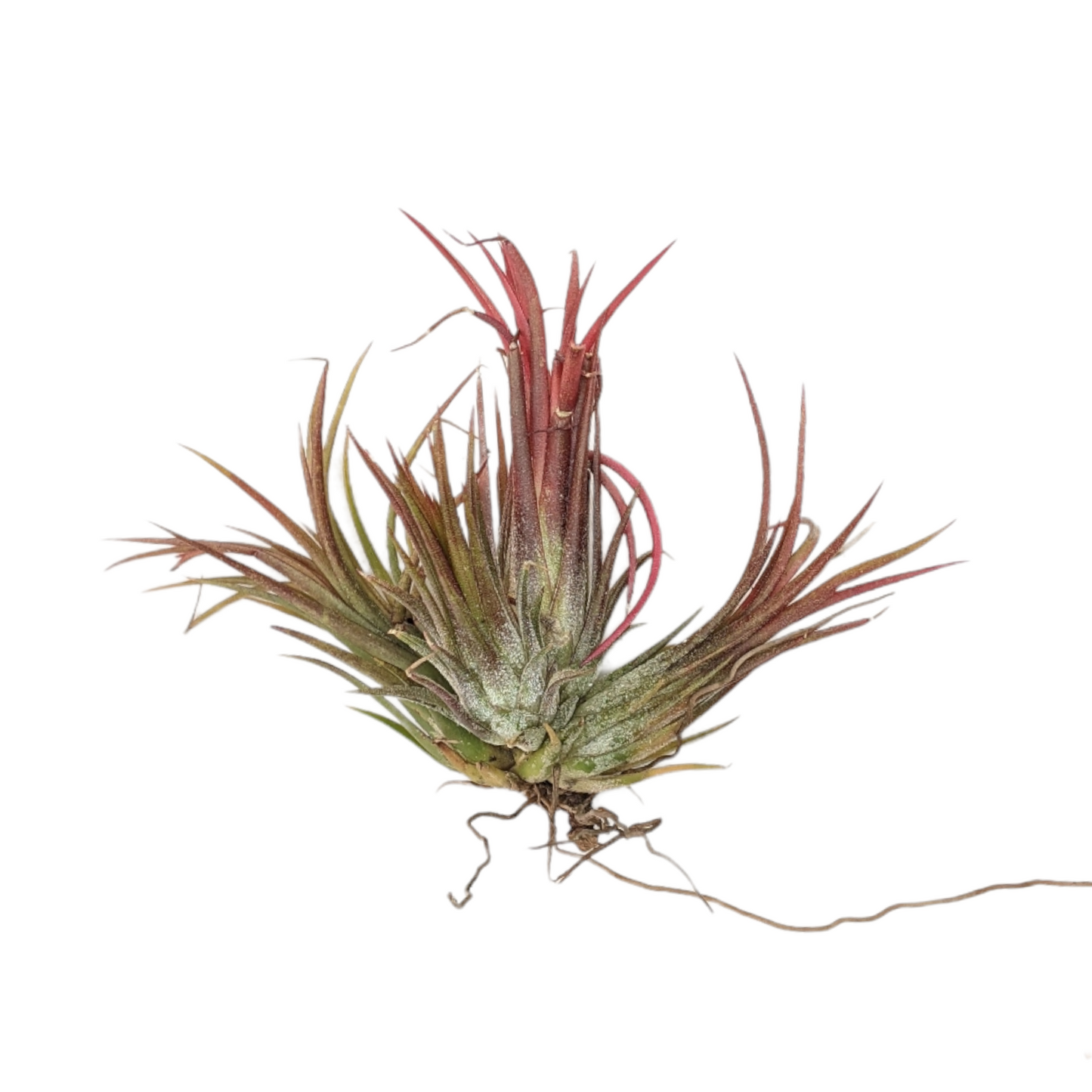 Tillandsia Ionatha 'Fuego' - Soiled India