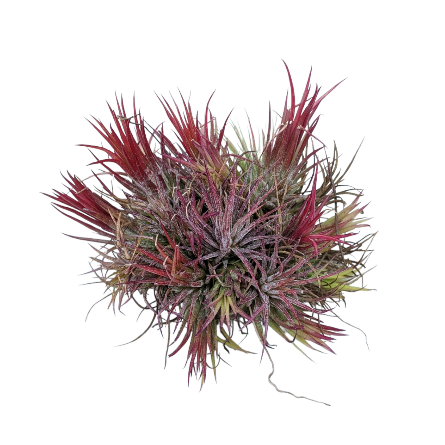 Tillandsia Ionatha 'Fuego' - Soiled India