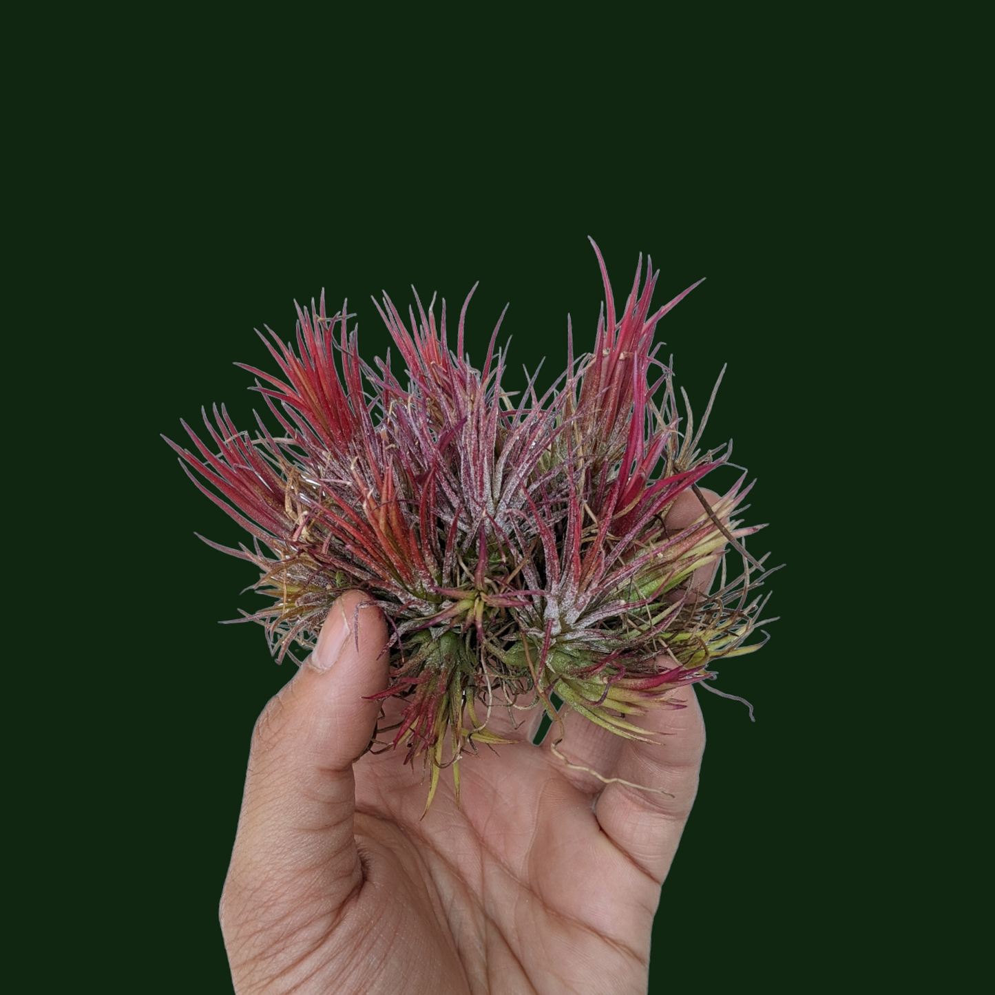 Tillandsia Ionatha 'Fuego' - Soiled India