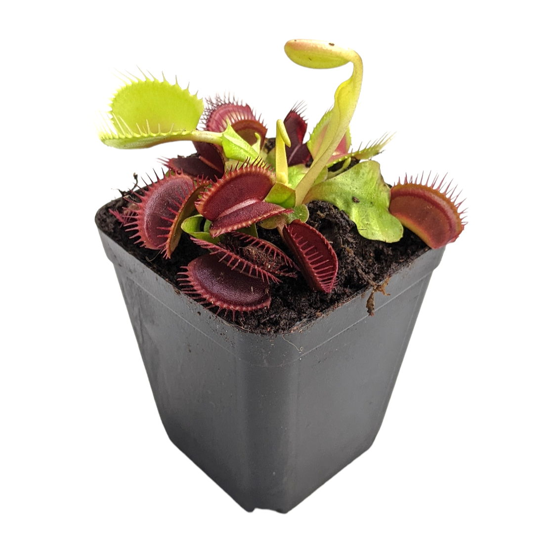 Venus Fly Trap (B52) - Soiled
