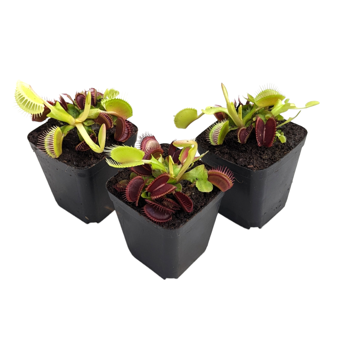 Venus Fly Trap (B52) - Soiled