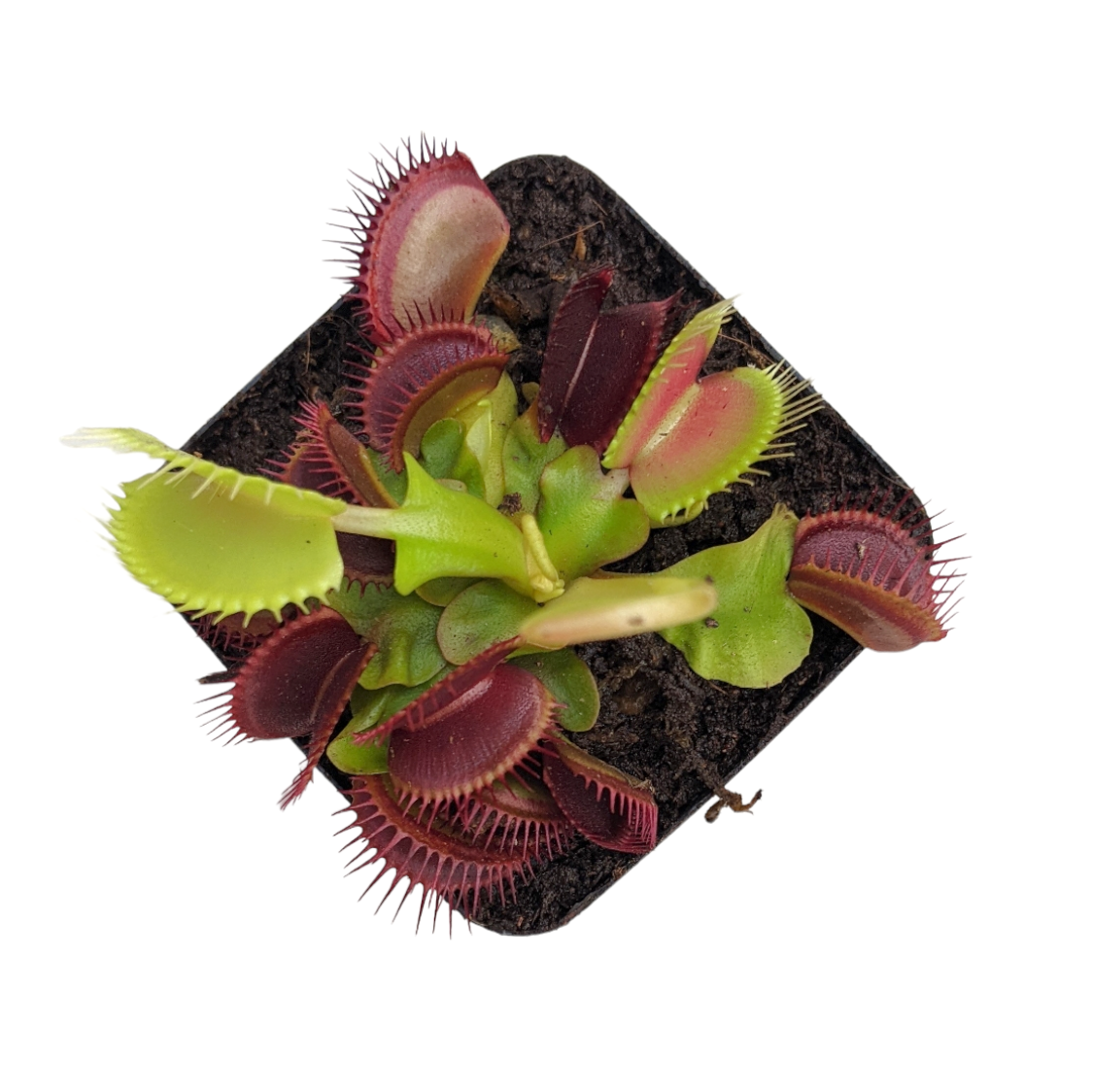 Venus Fly Trap (B52) - Soiled