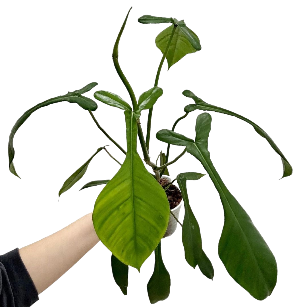 Philodendron Joepii