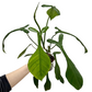 Philodendron Joepii