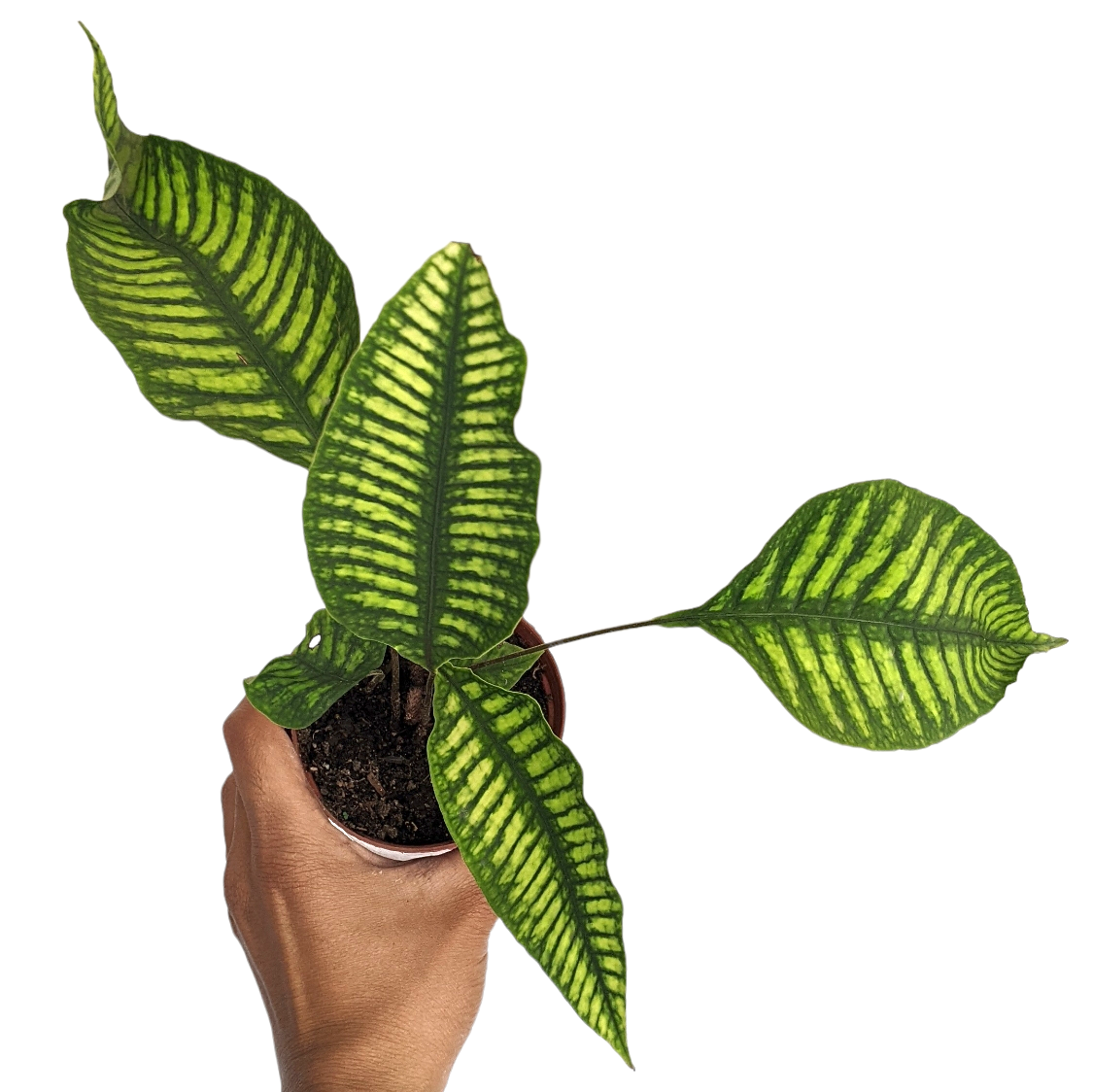 Neolepisorus truncatus 'Lemon Lime Fern' - Soiled India