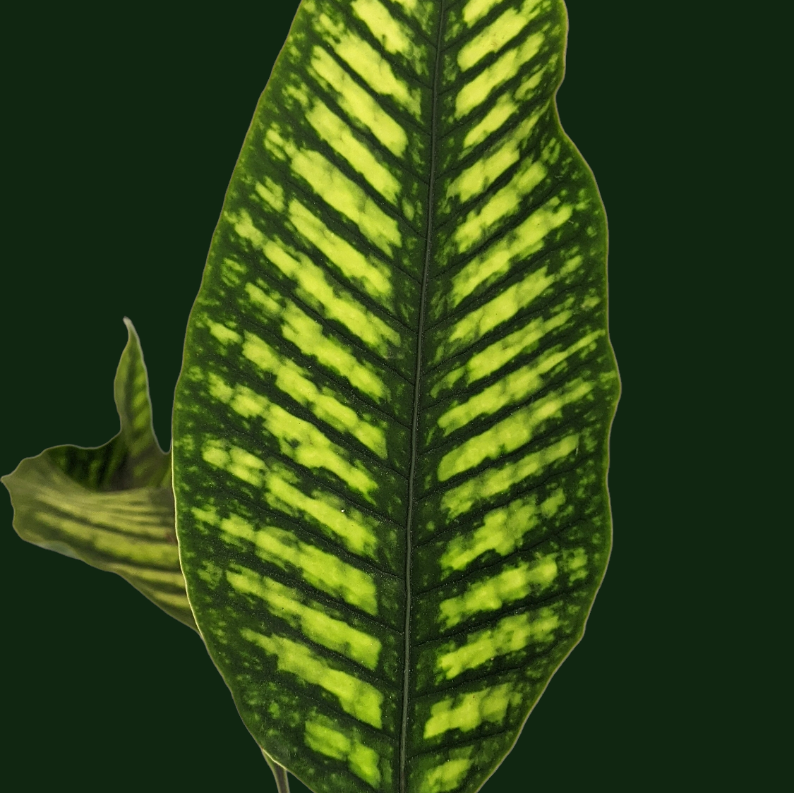 Neolepisorus truncatus 'Lemon Lime Fern' - Soiled India