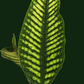 Neolepisorus truncatus 'Lemon Lime Fern' - Soiled India