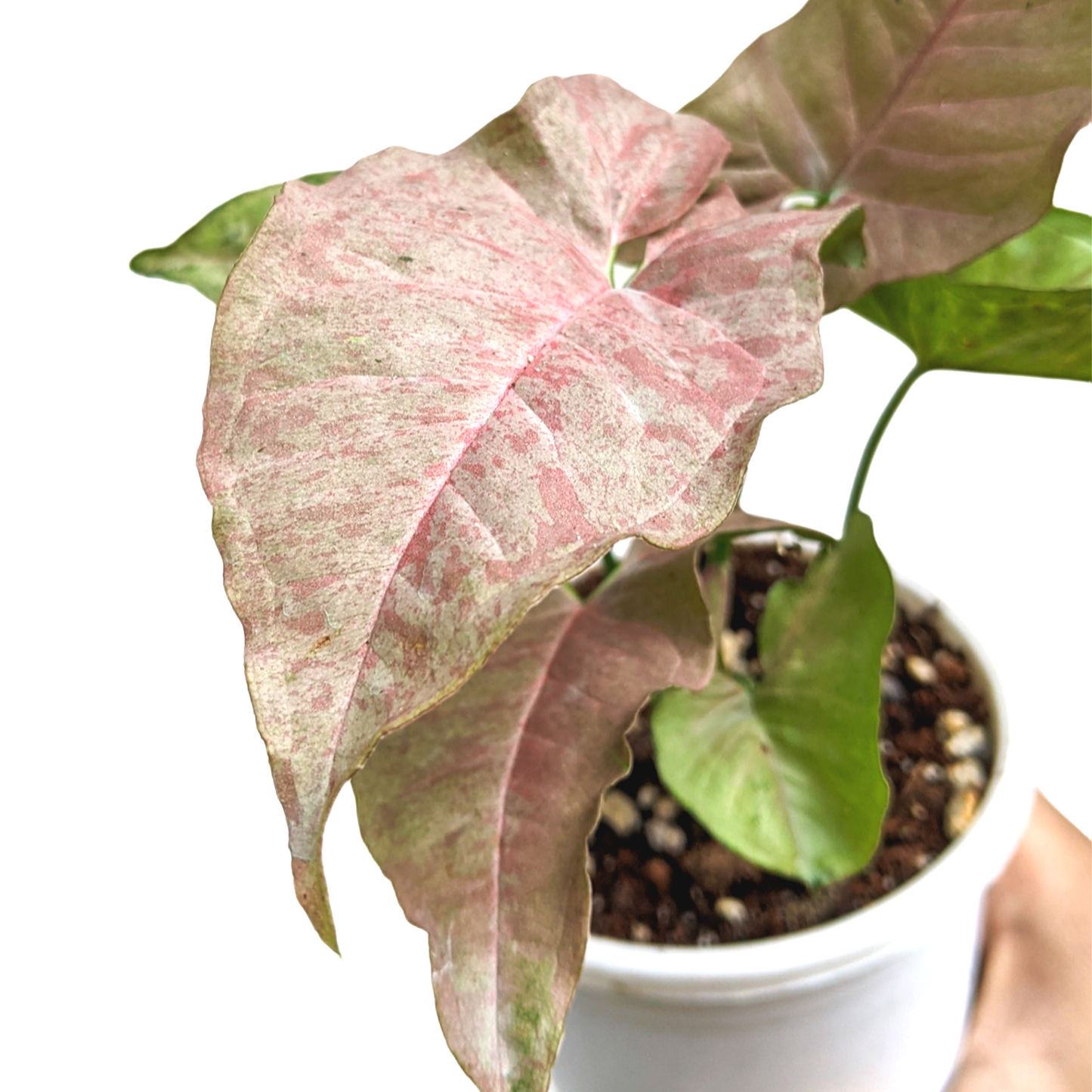 Syngonium 'Pink Spot' - Indoor & Outdoor Plants - soiled.in
