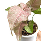 Syngonium 'Pink Spot' - Indoor & Outdoor Plants - soiled.in