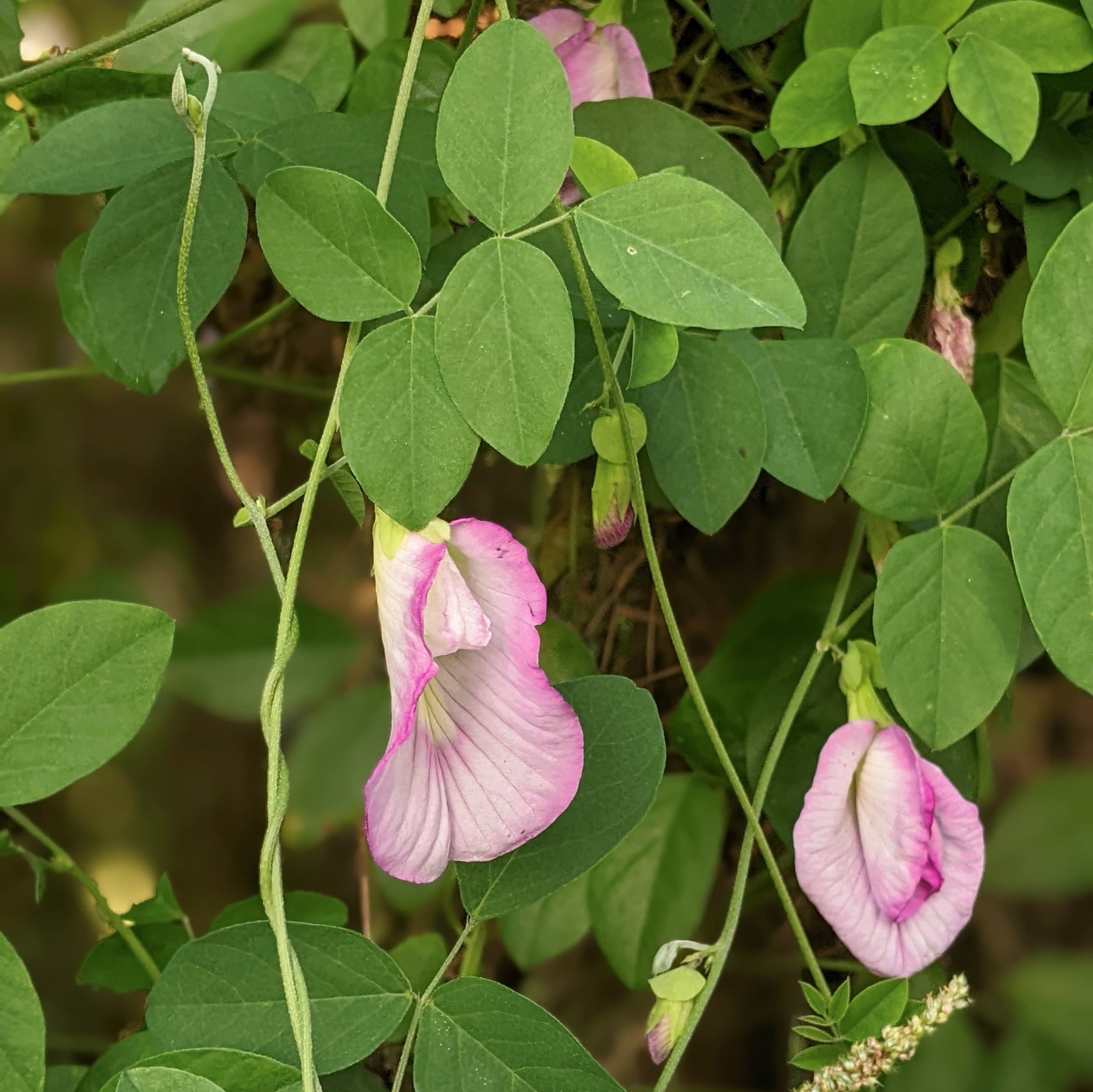 Pink Aparajita Flower Seeds (Clitoria Ternatea) - Seed - Soiled